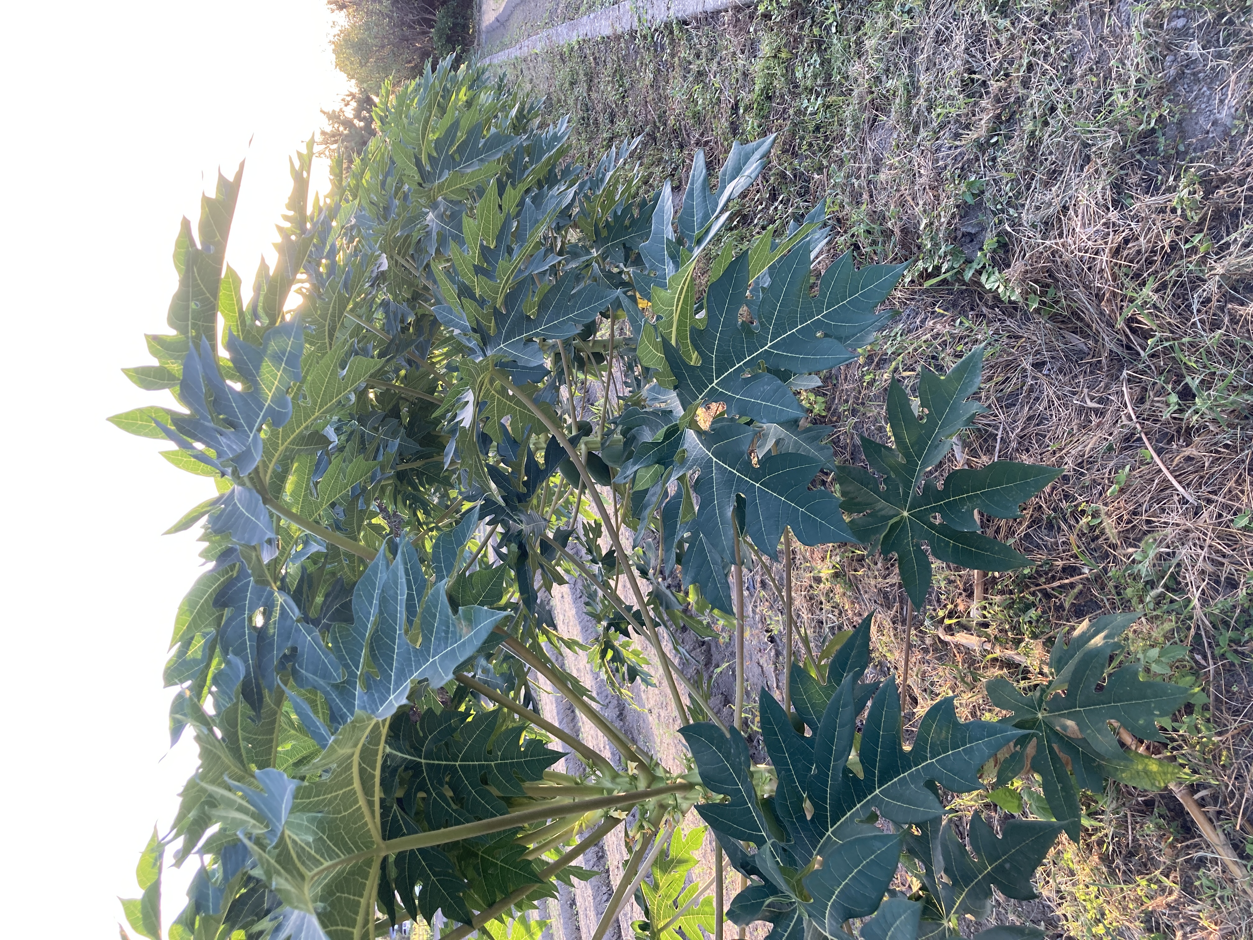 コノハナファーム